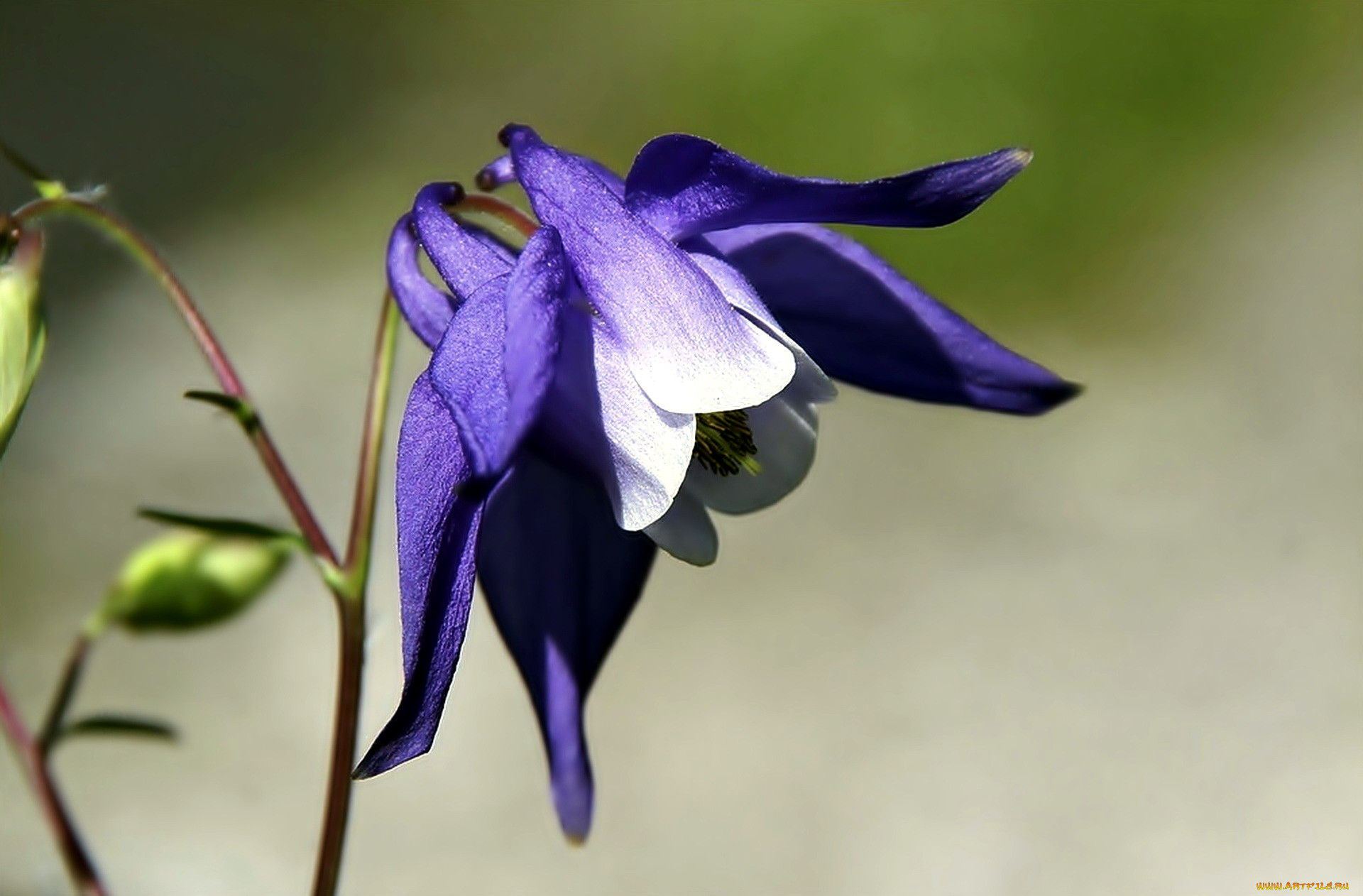 Аквилегия Бородина (Aquilegia borodinii)